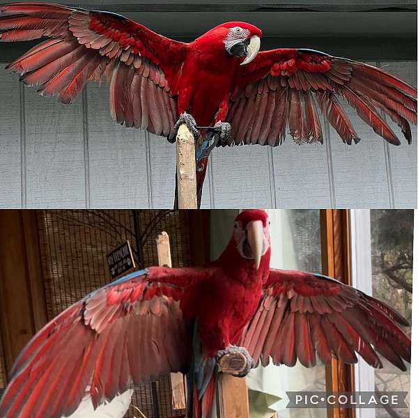 green-wing-macaw-for-sale-in-swansboro-nc