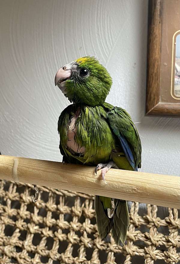 green-pied-bird-for-sale-in-zuni-va