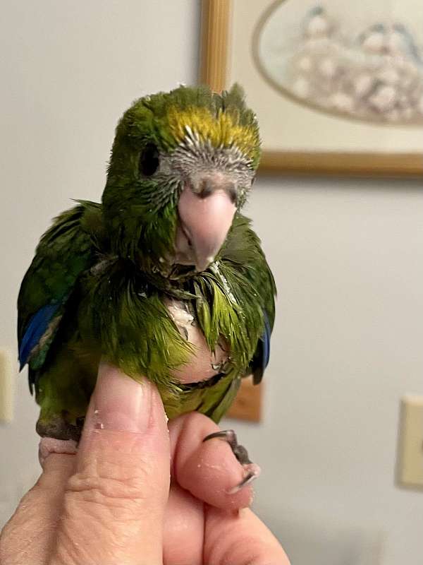 green-pied-bird-adoption