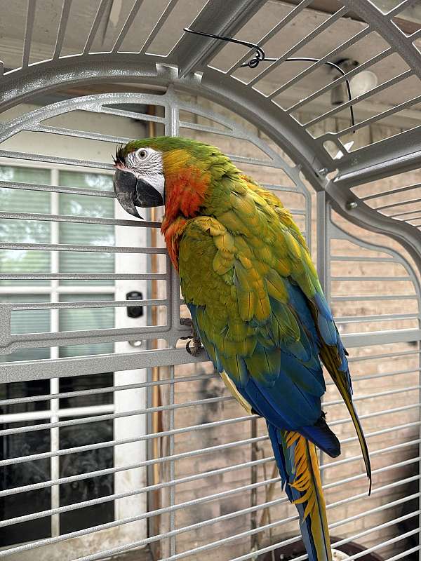 parrot-for-sale-in-garland-tx