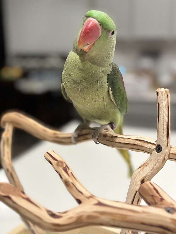 alexadrine-parakeet-for-sale