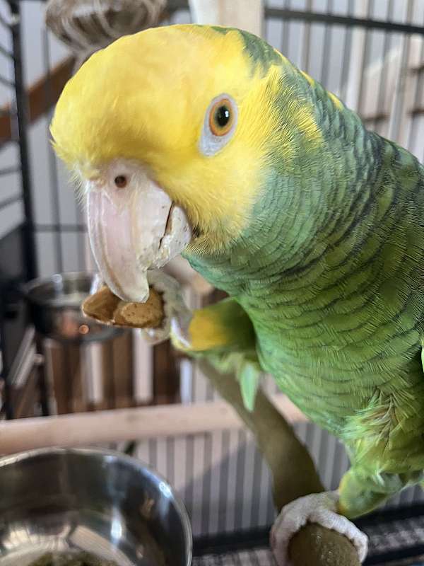 double-yellow-head-amazon-parrot-for-sale-in-alabama