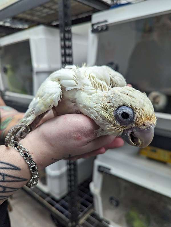exotic-pet-cockatoo-for-sale