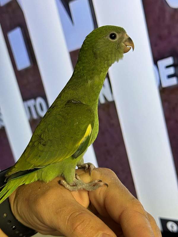 canary-parakeet-for-sale-in-san-diego-ca