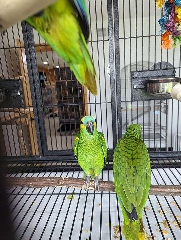 blue-front-amazon-parrot-for-sale-in-rockford-mi