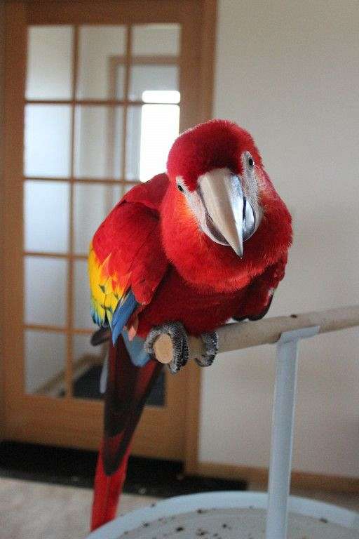 scarlet-macaw-for-sale-in-wisconsin