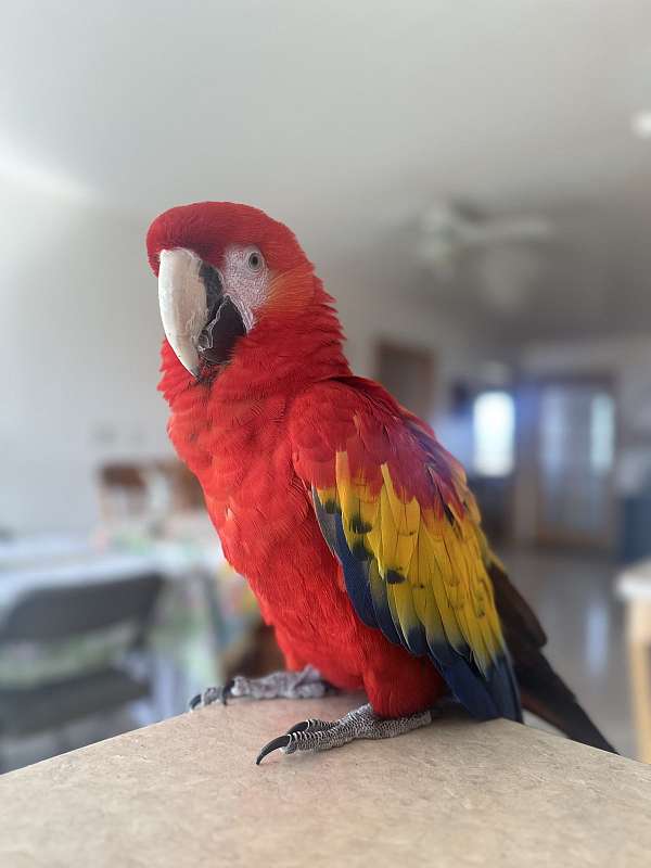 scarlet-macaw-for-sale-in-wisconsin