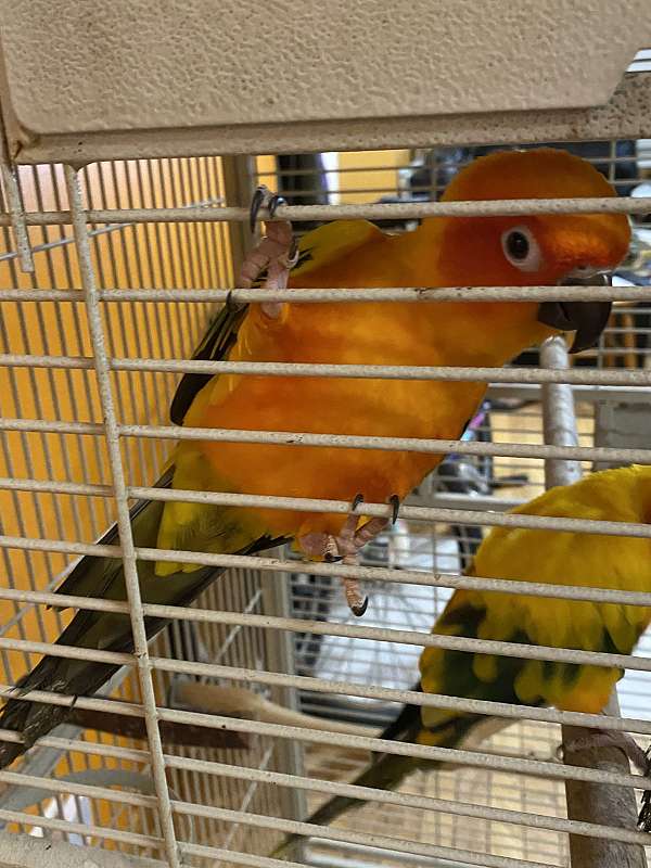 bonded-pair-tame-conure-sun-conure-for-sale