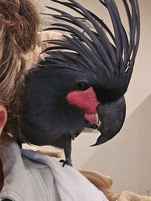 adult-black-palm-cockatoo-for-sale