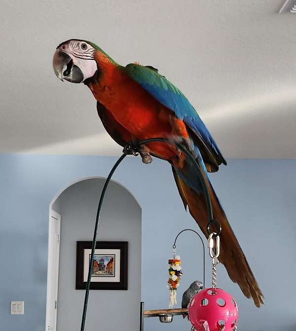red-pet-talking-bird-for-sale