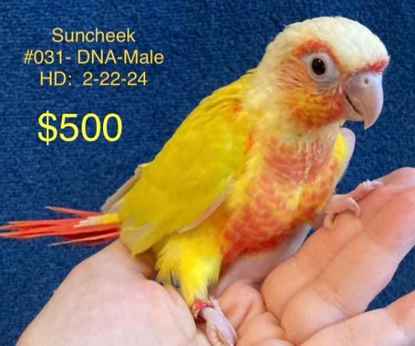 green-cheek-conure-for-sale