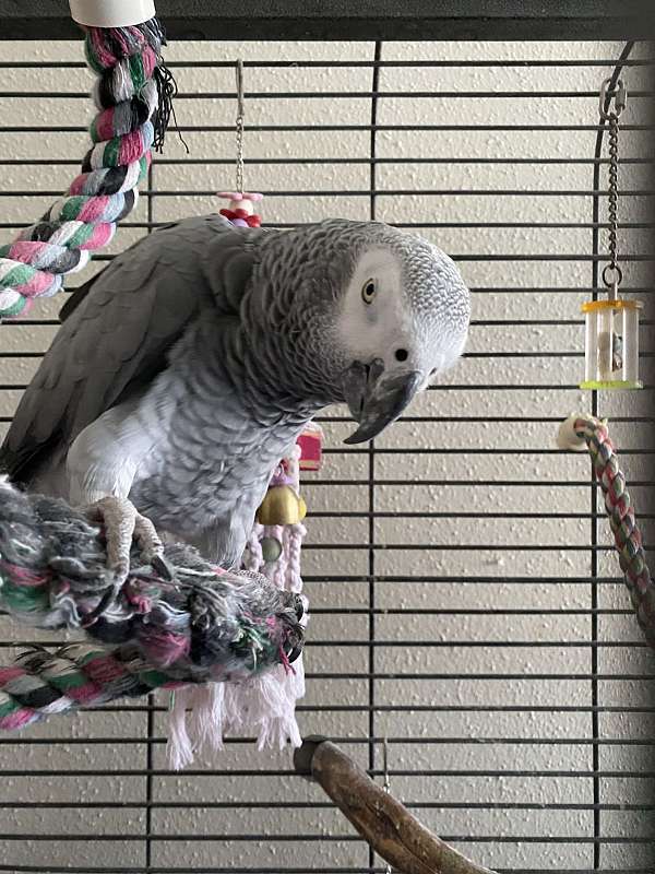 african-grey-parrot-for-sale-in-apollo-beach-fl