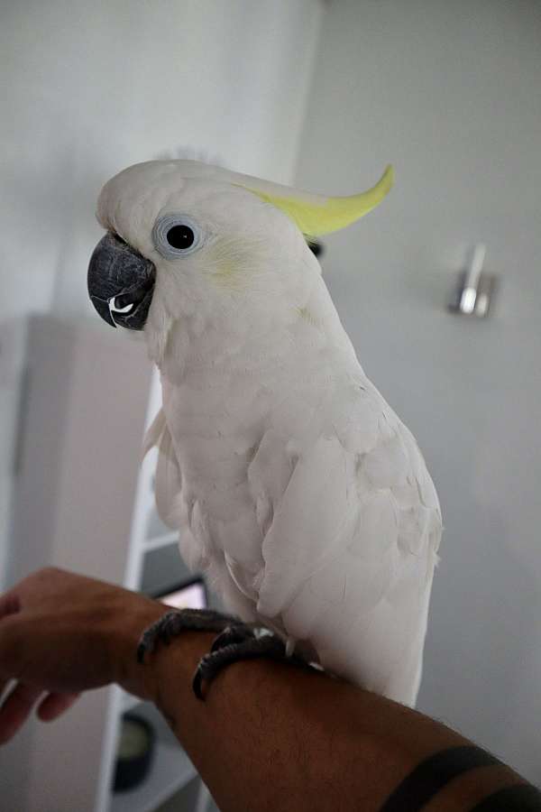 sulpher-crested-cockatoo-for-sale
