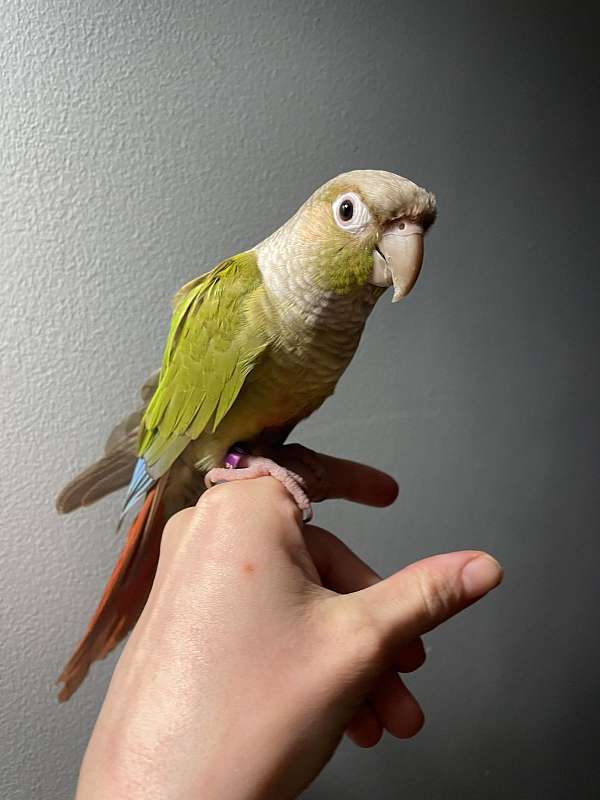 conure-for-sale-in-hagerstown-md