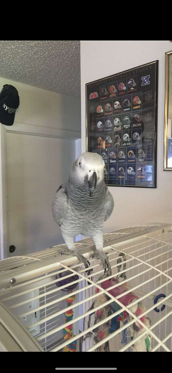 congo-african-grey-parrot-for-sale-in-dunedin-fl