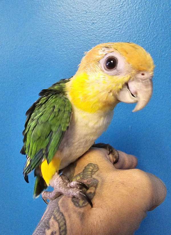 caique-for-sale-in-kingsport-tn