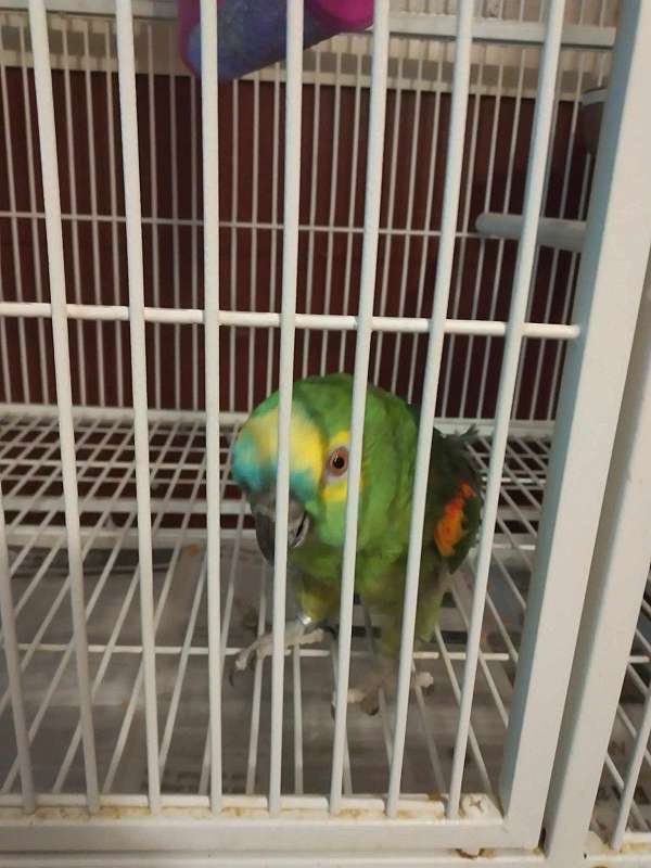 amazon-parrot-for-sale-in-temple-tx