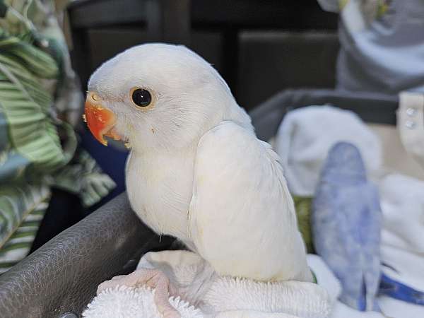 baby-ringneck-parakeet-for-sale