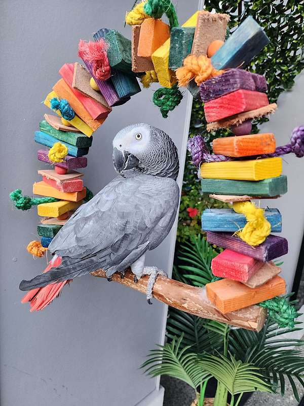 red-african-grey-parrot-parrot-for-sale