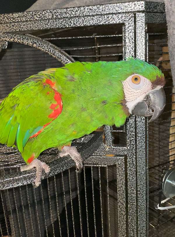 severe-macaw-for-sale-in-upland-ca