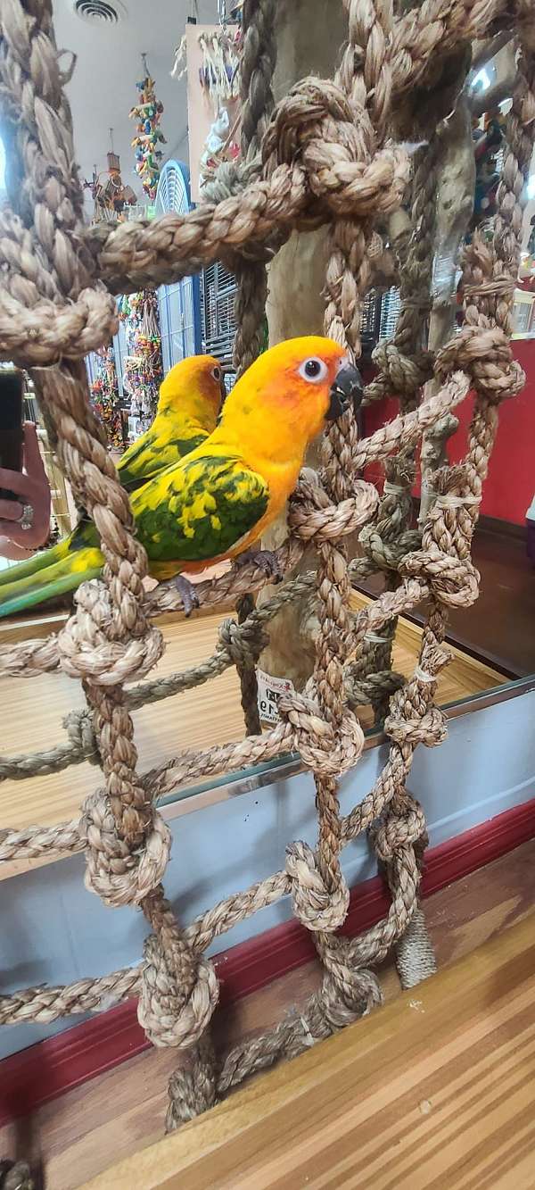 conure-for-sale