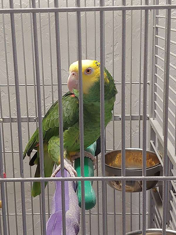 amazon-parrot-for-sale-in-port-charlotte-fl
