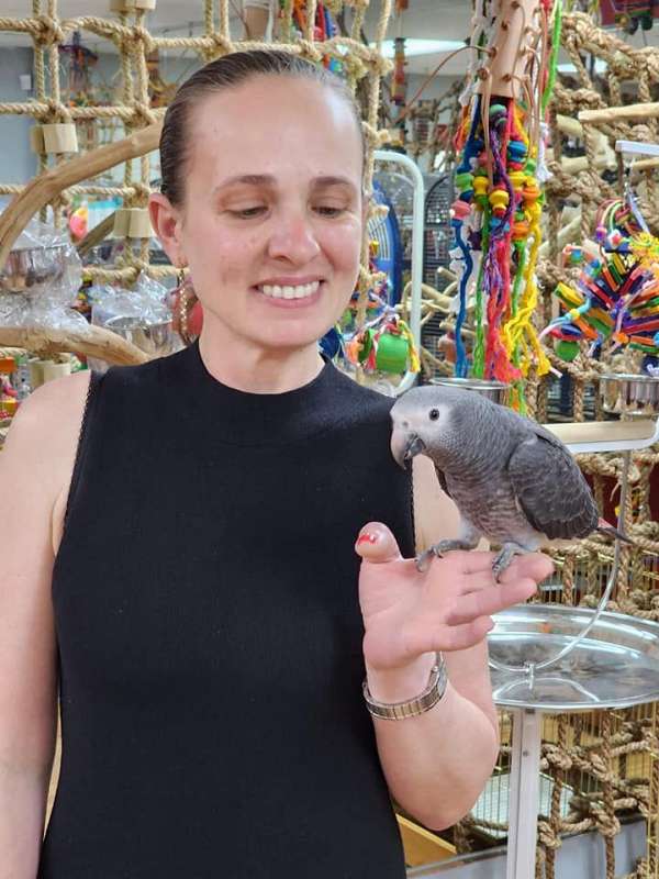 timneh-african-grey-parrot-for-sale