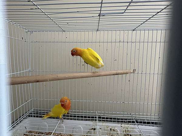 orange-yellow-bird-for-sale-in-columbia-md