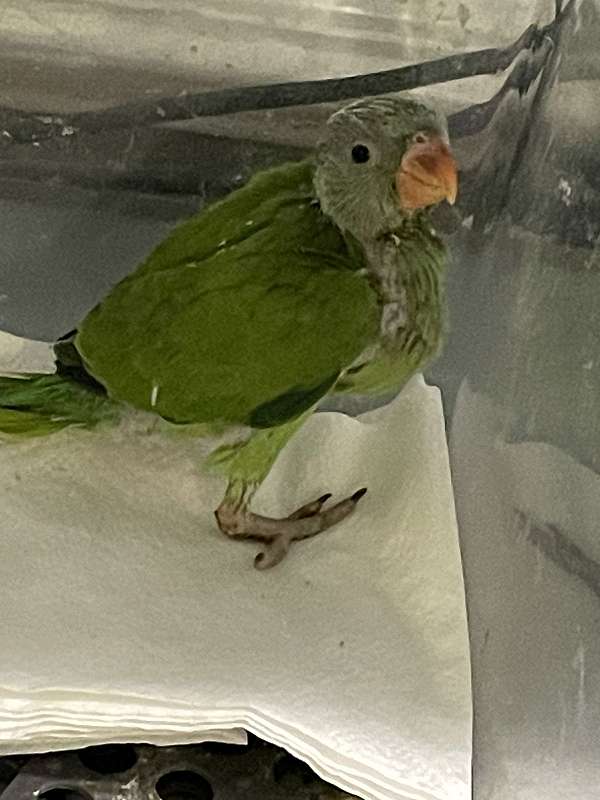 baby-parakeet-ringneck-parakeet-for-sale