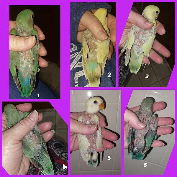 peach-faced-lovebird-for-sale-in-kimberly-id