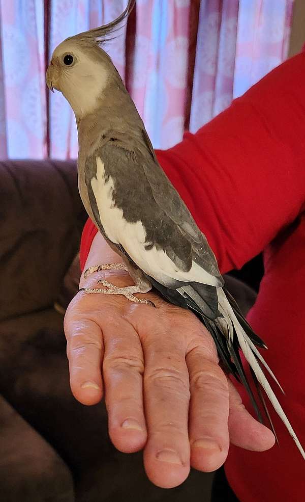 cockatiel-for-sale-in-ravenna-oh