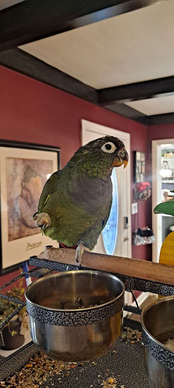 pionus-parrots-for-sale-in-sewell-nj