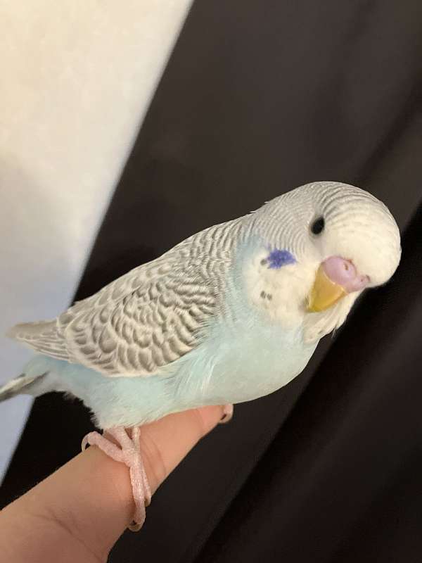 budgerigar-parakeet-for-sale-in-aiken-sc