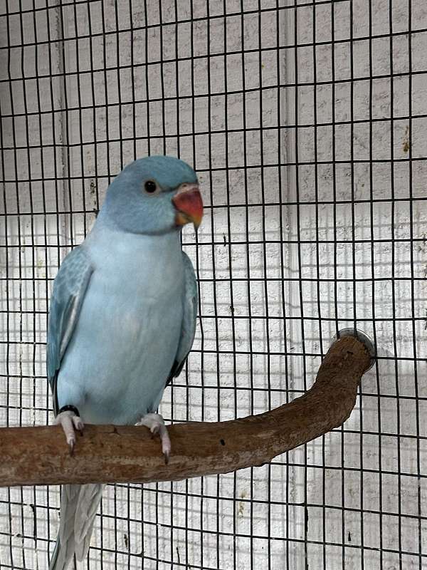 blue-opaline-bird-for-sale-in-jupiter-fl