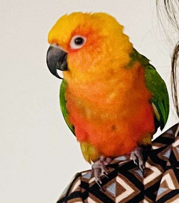 sun-conure-for-sale