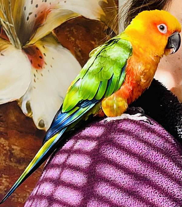 orange-sun-conure-for-sale