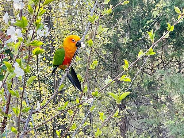 yellow-sun-conure-for-sale