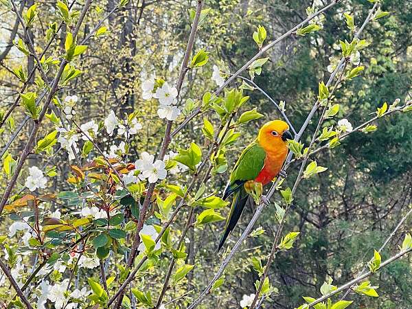 orange-bird-for-sale