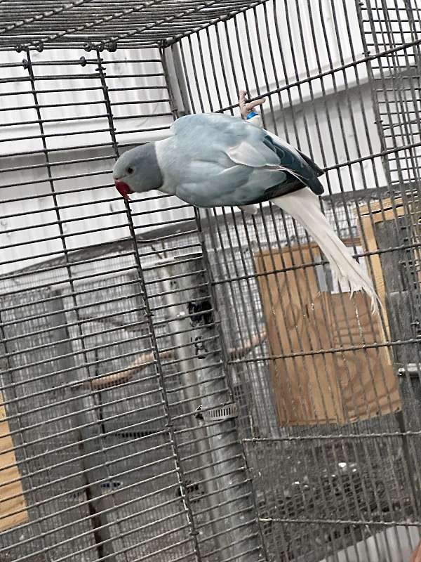 male-bird-for-sale-in-jupiter-fl