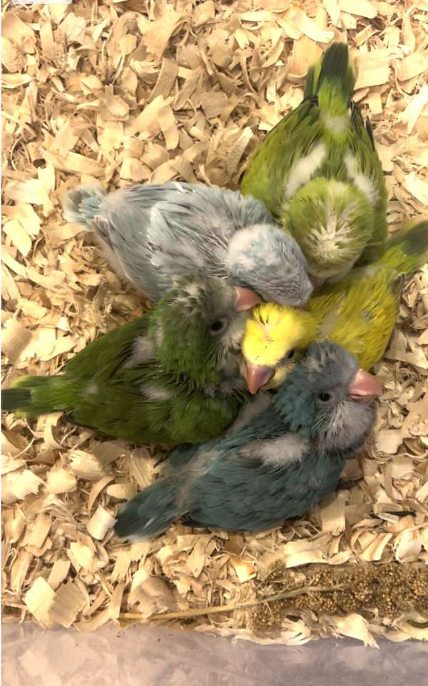 quaker-parrots-for-sale