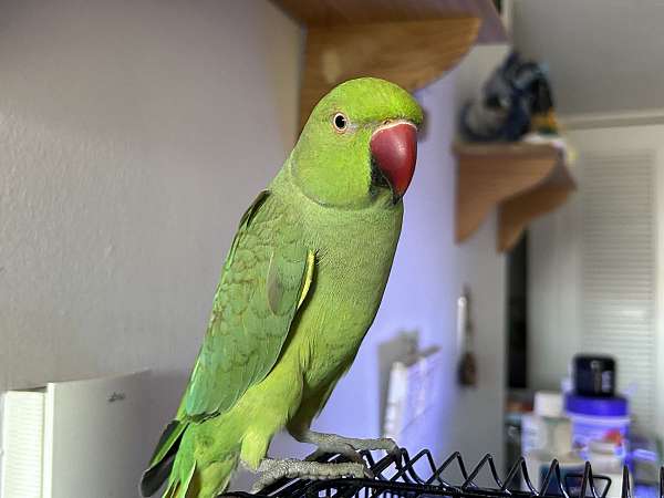 green-ringneck-dove-for-sale
