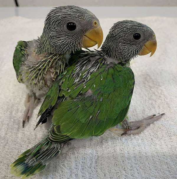 plum-head-parakeet-for-sale-in-brandon-fl
