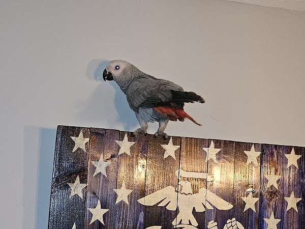 african-grey-parrot-for-sale-in-jacksonville-nc