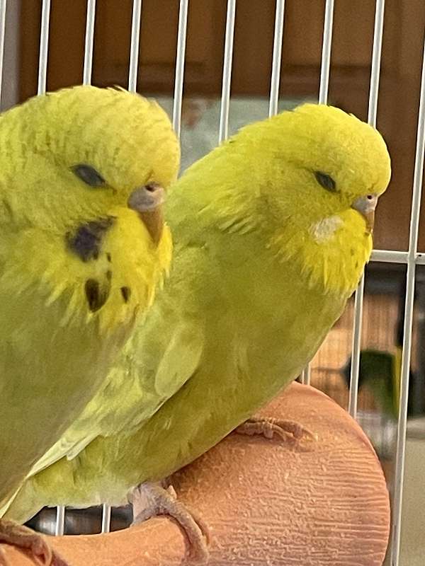 budgerigar-parakeet-for-sale-in-zuni-va