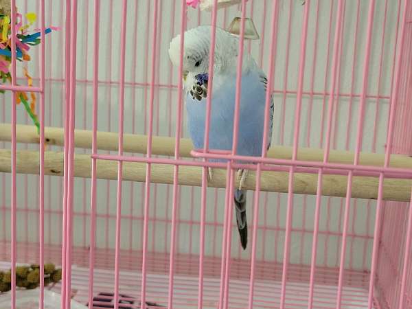 young-parakeet-for-sale