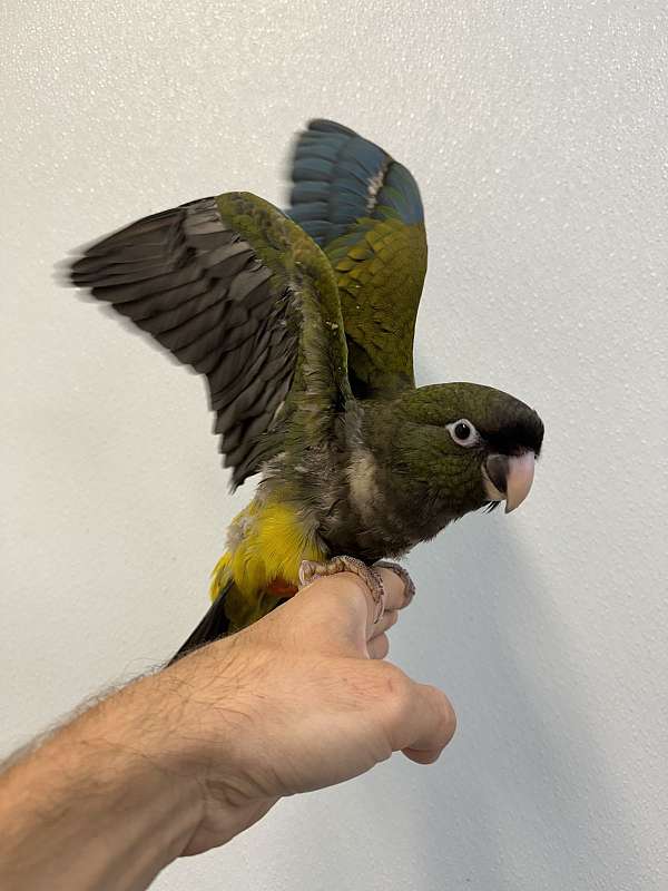 patagonian-conure-for-sale-in-georgia