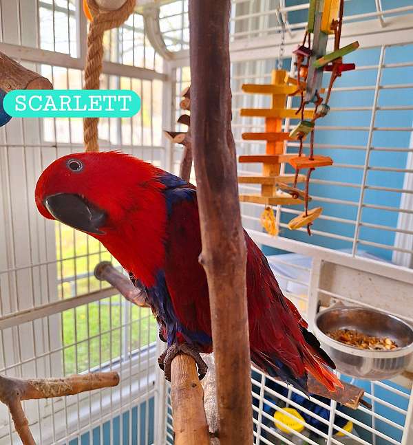 red-sided-eclectus-parrots-for-sale-in-cleveland-oh