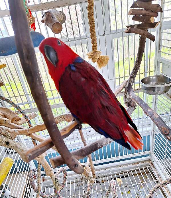 red-bird-for-sale-in-cleveland-oh