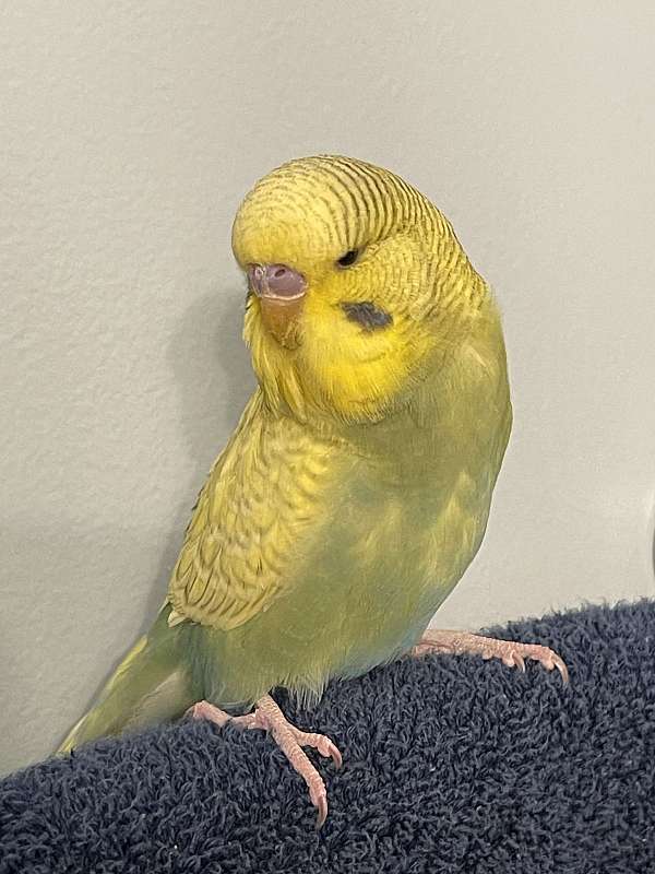 budgerigar-parakeet-for-sale-in-sparta-mi