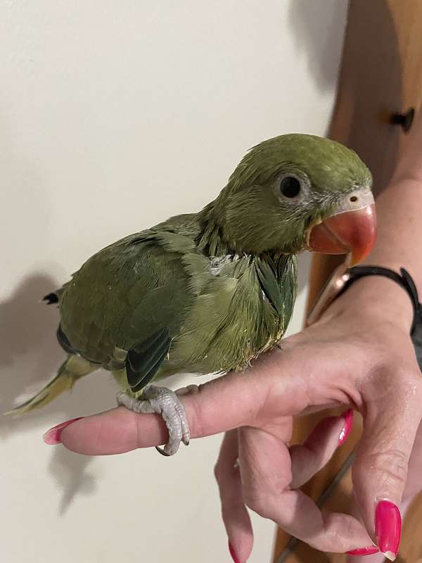 ringneck-parakeet-for-sale-in-fenton-mi